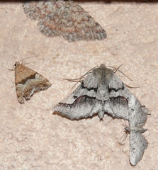 Drepanogynis niveata