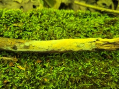 Hyphodontia arguta