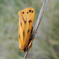 Setina aurita