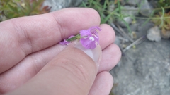 Galeopsis angustifolia