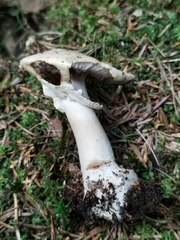 Agaricus abruptibulbus