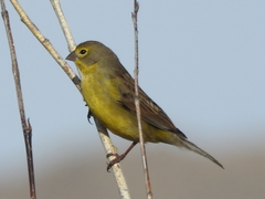 Sicalis luteola