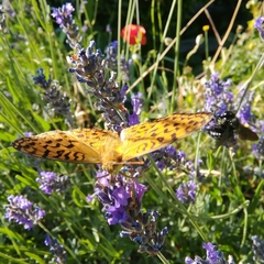 Argynnis adippe