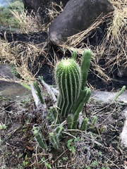 Coleocephalocereus fluminensis