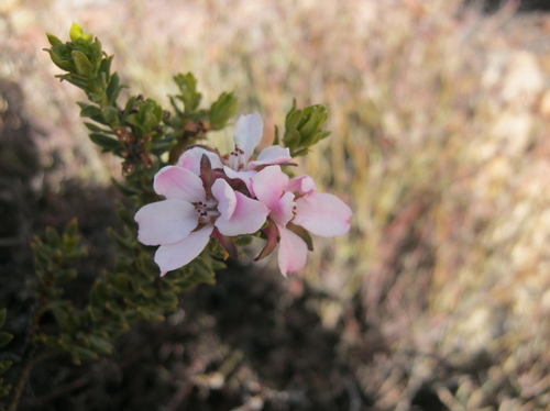 Anysberg Chinaflower (Adenandra dahlgrenii)