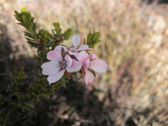 Adenandra dahlgrenii