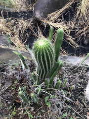 Coleocephalocereus fluminensis