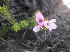 Adenandra dahlgrenii