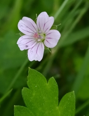 Geranium sibiricum