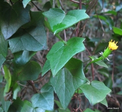 Senecio quinquelobus