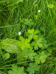 Geranium sibiricum