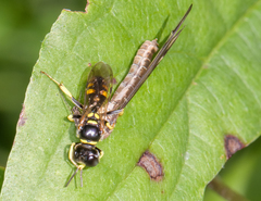 Crossocerus nitidiventris