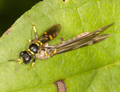 Crossocerus nitidiventris