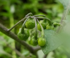 Solanum nigrum