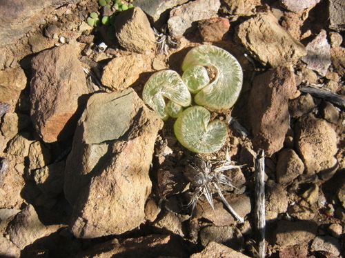 Bulbine mesembryanthoides