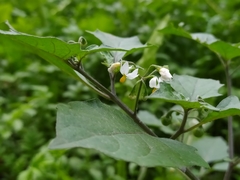 Solanum nigrum