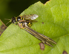 Crossocerus nitidiventris