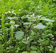 Solanum nigrum