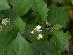 Solanum nigrum