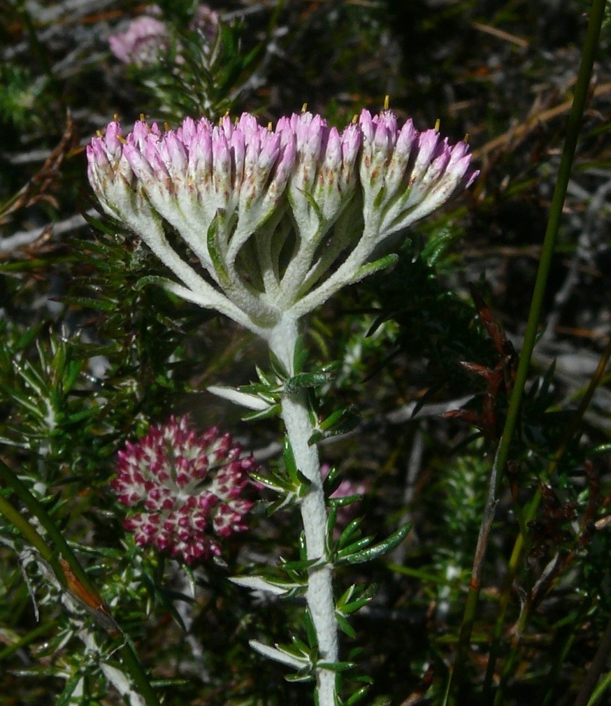 Upright Blombush