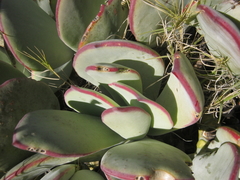 Cotyledon orbiculata orbiculata