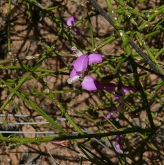 Polygala brachyphylla