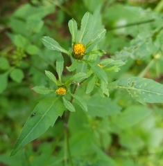 Bidens frondosa