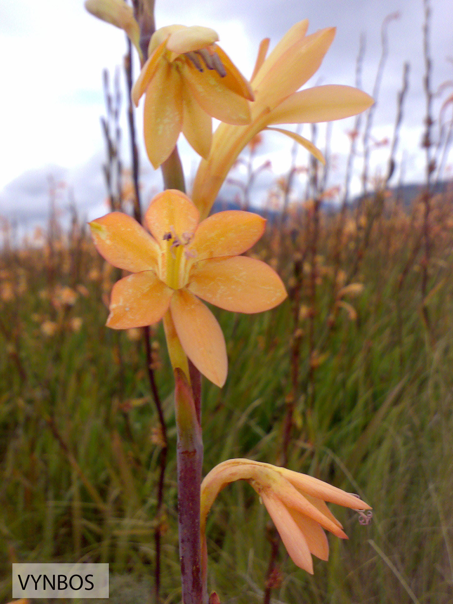 Watsonia meriana