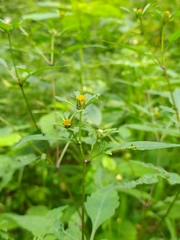 Bidens frondosa