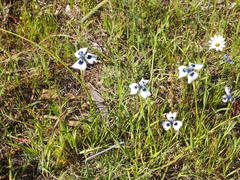 Moraea aristata