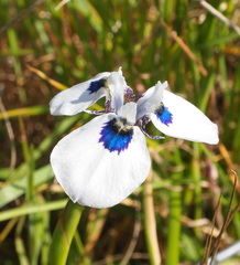 Moraea aristata