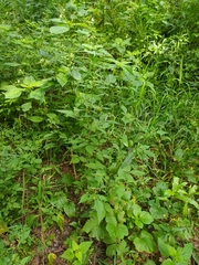 Bidens frondosa
