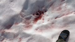 Chlamydomonas nivalis