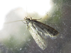 Halolaguna sublaxata