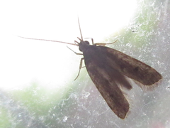 Halolaguna sublaxata