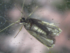 Halolaguna sublaxata