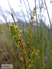 Rumex acetosella acetosella
