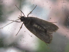 Halolaguna sublaxata