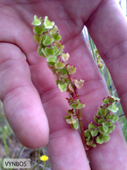 Rumex acetosella acetosella