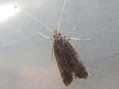 Halolaguna sublaxata