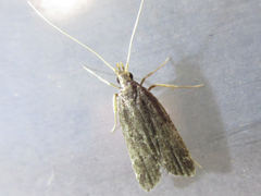 Halolaguna sublaxata