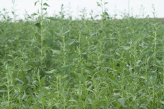 Helianthus paradoxus