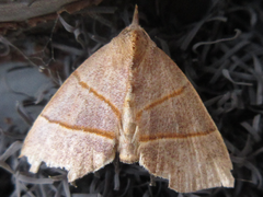 Gonepatica opalina