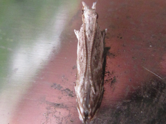 Hypatima excellentella
