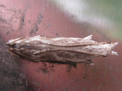 Hypatima excellentella