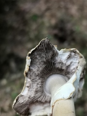 Agaricus abruptibulbus