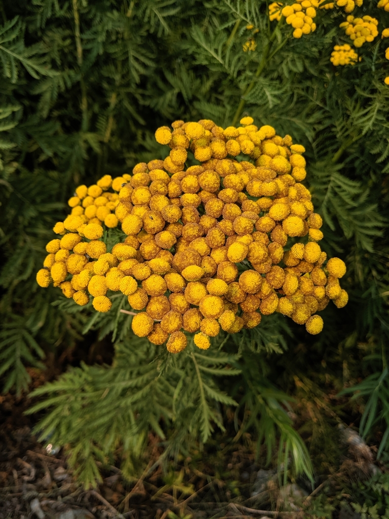 tansy from Ammon, ID, USA on August 16, 2021 at 0435 PM by Carson