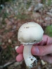Agaricus abruptibulbus