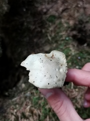 Agaricus abruptibulbus