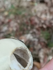 Agaricus abruptibulbus